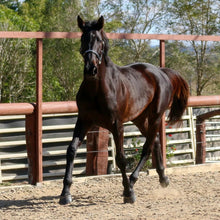 Load image into Gallery viewer, BROOKSIDE REGENCY