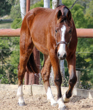 Load image into Gallery viewer, BELLHAVEN CASSINTA'S BOY