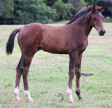 Load image into Gallery viewer, BELLHAVEN INVINCIBLE