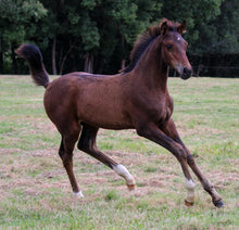 Load image into Gallery viewer, BELLHAVEN INVINCIBLE