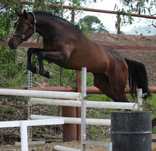 Load image into Gallery viewer, BELLHAVEN VIKING