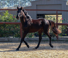 Load image into Gallery viewer, BROOKSIDE REGENCY