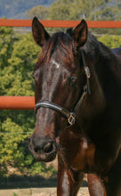 Load image into Gallery viewer, BROOKSIDE REGENCY