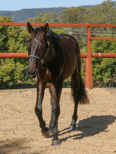 Load image into Gallery viewer, BROOKSIDE REGENCY