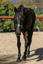 Load image into Gallery viewer, BROOKSIDE REGENCY