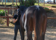 Load image into Gallery viewer, BROOKSIDE REGENCY