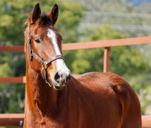 Load image into Gallery viewer, BELLHAVEN CASSINTA'S BOY