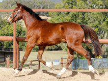 Load image into Gallery viewer, BELLHAVEN CASSINTA'S BOY