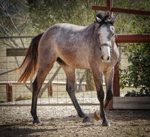 Load image into Gallery viewer, BELLHAVEN TUMBA