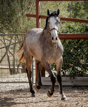 Load image into Gallery viewer, BELLHAVEN TUMBA