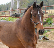 Load image into Gallery viewer, BELLHAVEN VIKING