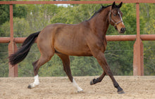 Load image into Gallery viewer, BELLHAVEN VIKING