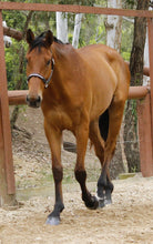 Load image into Gallery viewer, BELLHAVEN CLARITY