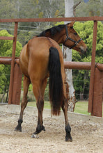 Load image into Gallery viewer, BELLHAVEN CLARITY