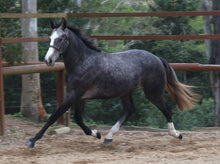 Load image into Gallery viewer, BELLHAVEN NABU