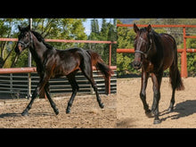 Load and play video in Gallery viewer, BROOKSIDE REGENCY