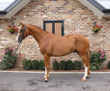 Load image into Gallery viewer, BELLHAVEN PATRIOT