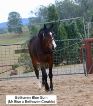 Load image into Gallery viewer, BELLHAVEN CORALDO