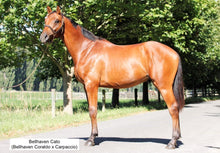 Load image into Gallery viewer, BELLHAVEN CORALDO