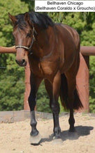 Load image into Gallery viewer, BELLHAVEN CORALDO