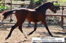 Load image into Gallery viewer, BELLHAVEN NULLARBOR
