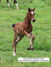 Load image into Gallery viewer, BELLHAVEN NULLARBOR