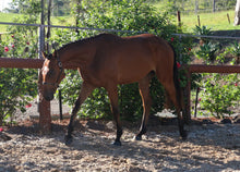 Load image into Gallery viewer, BELLHAVEN QATAR