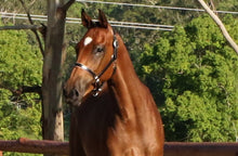 Load image into Gallery viewer, BELLHAVEN QATAR