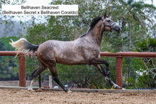 Load image into Gallery viewer, BELLHAVEN CORALDO