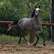 Load image into Gallery viewer, BELLHAVEN TIPTOE