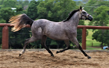 Load image into Gallery viewer, BELLHAVEN TIPTOE