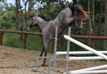 Load image into Gallery viewer, BELLHAVEN TIPTOE