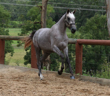 Load image into Gallery viewer, BELLHAVEN TIPTOE