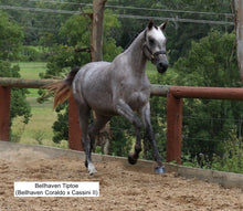 Load image into Gallery viewer, BELLHAVEN CORALDO