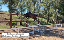 Load image into Gallery viewer, BELLHAVEN CORALDO