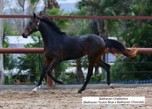 Load image into Gallery viewer, BELLHAVEN TOULON BLUE