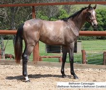 Load image into Gallery viewer, BELLHAVEN NULLARBOR