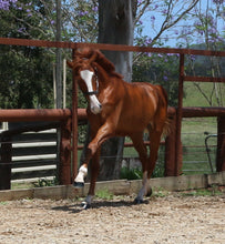 Load image into Gallery viewer, BELLHAVEN DAMASCUS