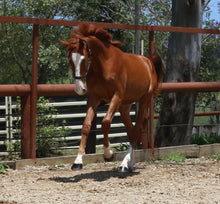 Load image into Gallery viewer, BELLHAVEN DAMASCUS