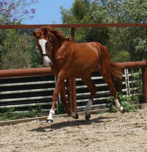 Load image into Gallery viewer, BELLHAVEN DAMASCUS