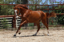 Load image into Gallery viewer, BELLHAVEN DAMASCUS