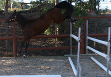 Load image into Gallery viewer, BELLHAVEN DAISY