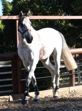 Load image into Gallery viewer, BELLHAVEN NULLARBOR