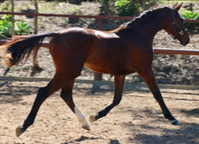 Load image into Gallery viewer, BELLHAVEN KRACKER