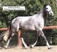 Load image into Gallery viewer, BELLHAVEN CORALDO