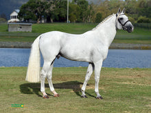 Load image into Gallery viewer, BELLHAVEN CORALDO