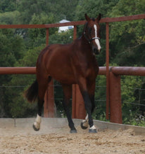 Load image into Gallery viewer, BELLHAVEN DIAMANT