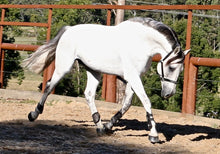 Load image into Gallery viewer, BELLHAVEN NULLARBOR