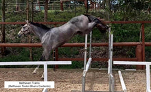 Load image into Gallery viewer, BELLHAVEN TOULON BLUE