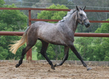 Load image into Gallery viewer, BELLHAVEN CHIMA